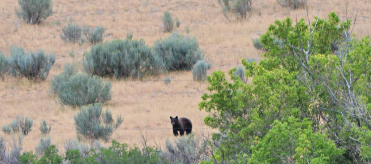 Bear Sighting At The High Lonesome Ranch