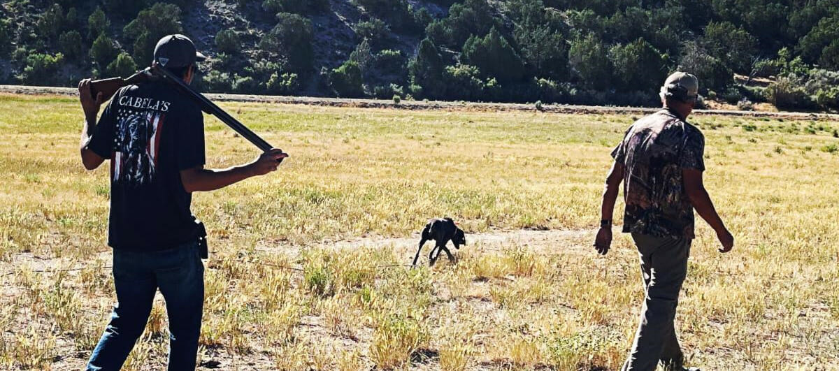 Brookside Gun Dogs At The High Lonesome Ranch