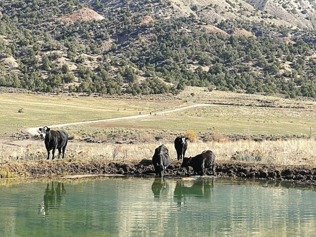Cattle At The High Lonesome Ranch